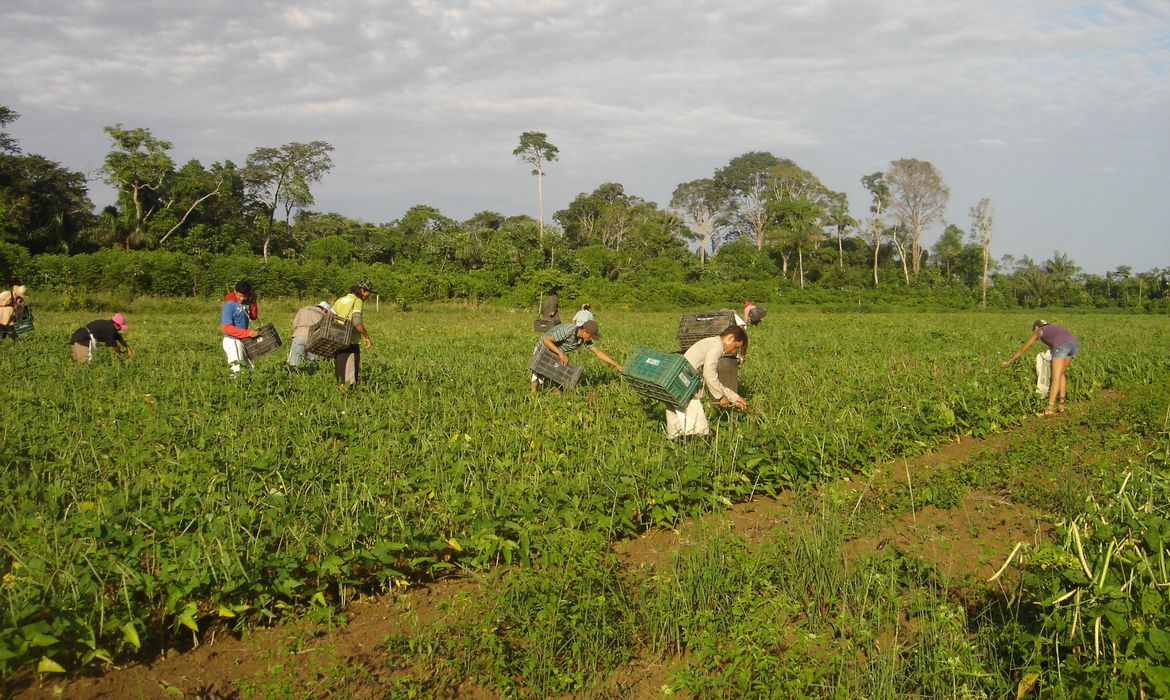 Foto: Emanuel Cavaçcante / Embrapa - Amapá