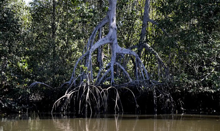 Bioma retém mais carbono que qualquer outro. Foto: Tânia Rego / Agência Brasil