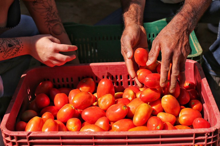 Produção da agricultura familiar é concentrada em alimentos