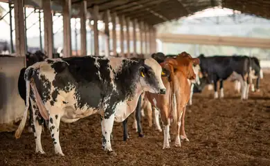 Foto: Divulgação / Agência Brasil