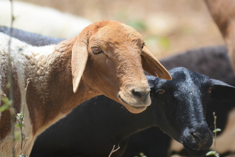 Produção de cabras, um dos segmentos que demandam crédito no BNB. Foto: BNB