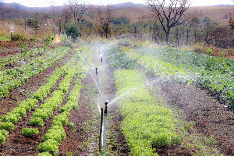 O MST é um dos parceiros do Governo Federal na produção de alimentos saudáveis