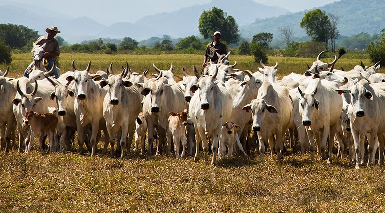 Comparado ao mesmo período do ano anterior, o abate de bovinos cresceu 17,5% no segundo trimestre de 2024, totalizando 9,96 milhões de cabeças. Foto: Licia Rubinstein/Agência IBGE Notícias