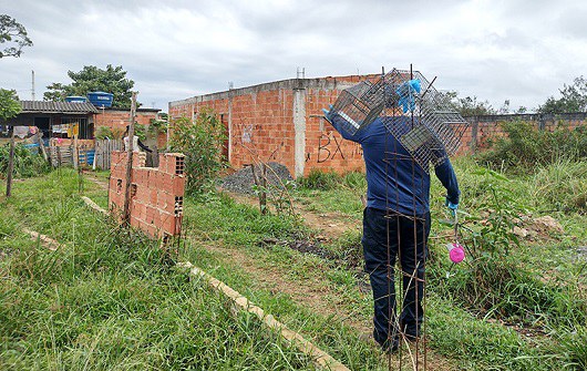 Pesquisadores instalaram armadilhas para coletar pequenos mamíferos na região onde ocorreu caso. Foto: Acervo IOC / Fiocruz