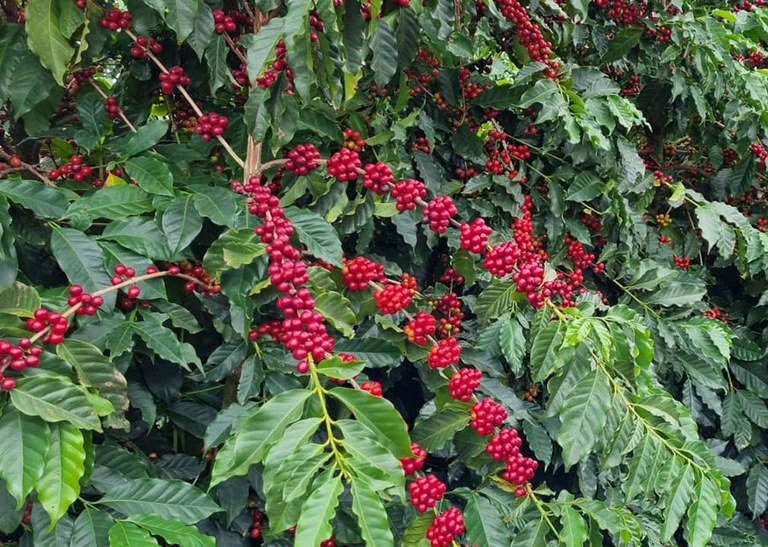 Projeção mostra que a receita do café arábica pode crescer em até R$ 22 bilhões ao ano com nova técnica