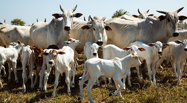 O ano de 2024 está sendo de recorde no abate de bovinos e na produção de carne. Foto: Licia Rubinstein/Agência IBGE Notícias