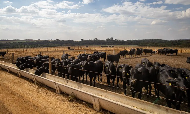 Carne bovina: após recorde em 2024, o novo ano deve ter produção menor. Foto: CNA