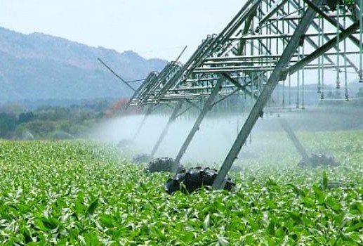 Cultivo com mais tecnologia e mais áreas destinadas ao plantio: nova safra promete. Foto: Agência Minas