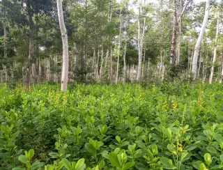 Brasil vai recuperar 25 milhões de hectares de vegetação nativa
