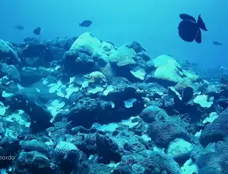 Expedição reforça necessidade de proteger bancos de corais equatoriais
