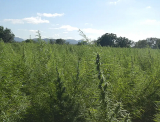 Falta de regulamentação da cannabis é omissão dolosa, diz especialista