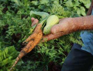 Sancionada lei que fortalece financiamento para agricultura familiar