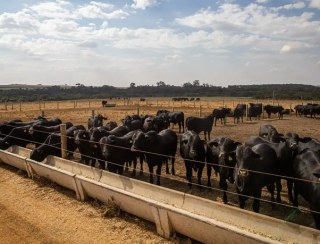 Conab: produção de carnes no Brasil passa de 31 milhões de toneladas em 2024