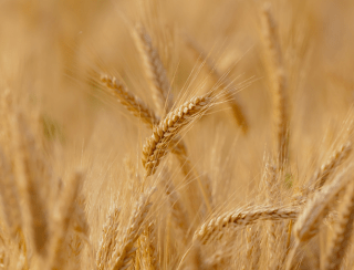 Conab volta a formar estoques de trigo depois de 11 anos