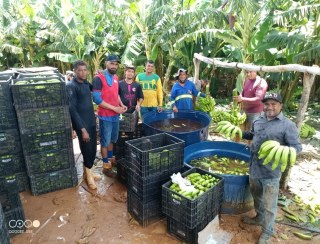 Colheita de banana em Irecê (BA) reforça potencial da fruticultura irrigada no Médio São Francisco