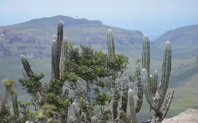 Bioma exclusivamente brasileiro, Caatinga oferece vários destinos de ecoturismo