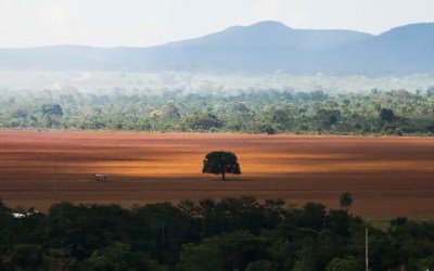 Desmatamento no Cerrado caiu 33% em 2024, mas ainda é elevado