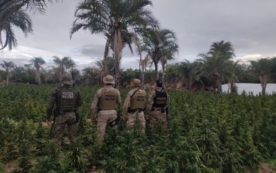 PF erradica mais de 5 mil pés de maconha no norte da Bahia