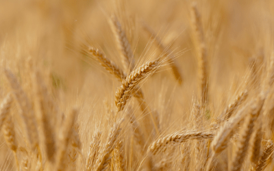 Conab volta a formar estoques de trigo depois de 11 anos