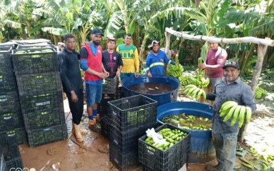 Colheita de banana em Irecê (BA) reforça potencial da fruticultura irrigada no Médio São Francisco